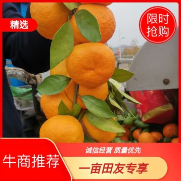 陕西汉中城固县早熟蜜桔(柑橘)一手货源大量供应