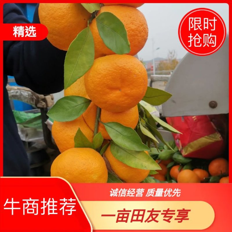 陕西汉中城固县早熟蜜桔(柑橘)一手货源大量供应