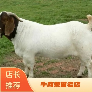 山东活羊肉山羊体格大生长快肌肉多脂肪少出肉率高