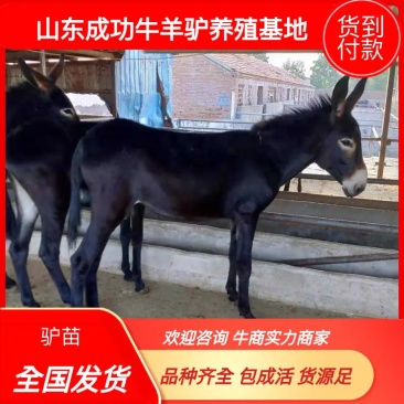 山东德州肉驴驴苗适应能力强耐粗饲抗病力强