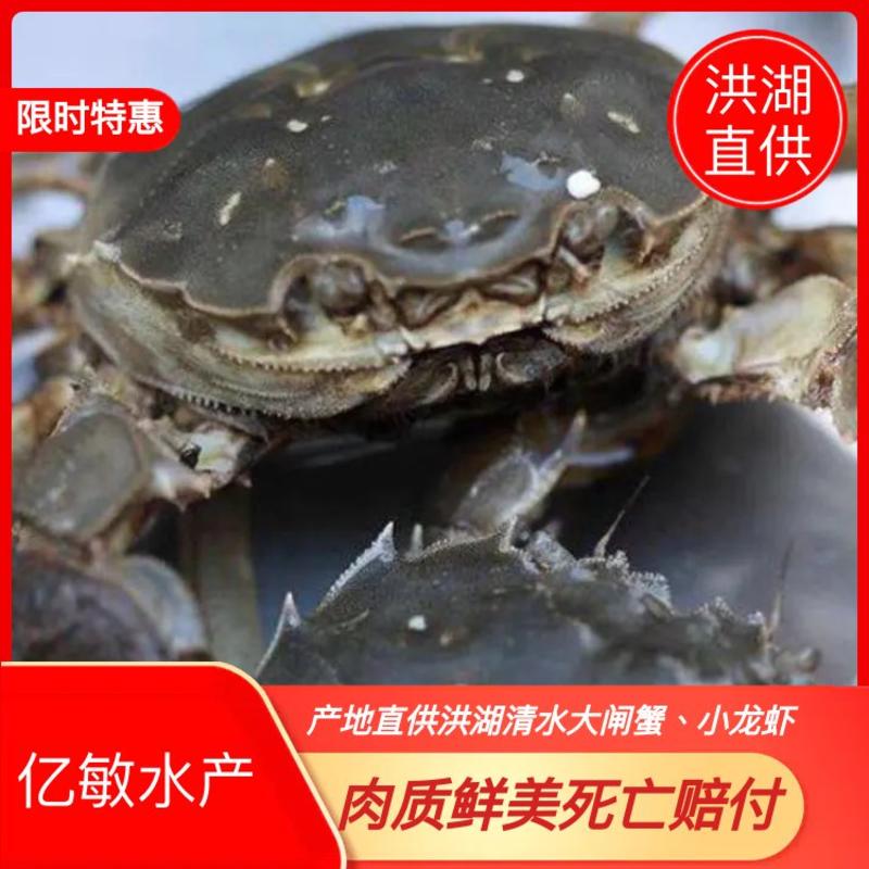 【精品】4.5公-5公洪湖清水大闸蟹，蟹黄鲜美，蟹肉饱满