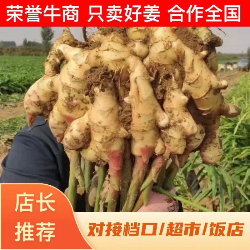 【小黄姜】山东优质生姜一手货源保质保量随到随装产地直供