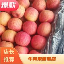 陕西大荔红富士苹果，红富士苹果批发，基地直发一手货源