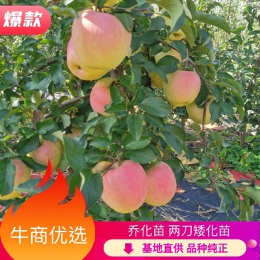 （精品）辽宁营口水蜜桃苹果苗乔化苗，两刀矮化苗，马克九根系