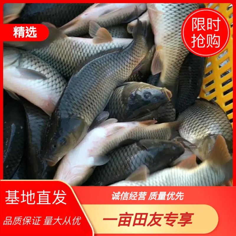鲤鱼水库鲤鱼，精品货源，水库货，稳定发货全国钓场