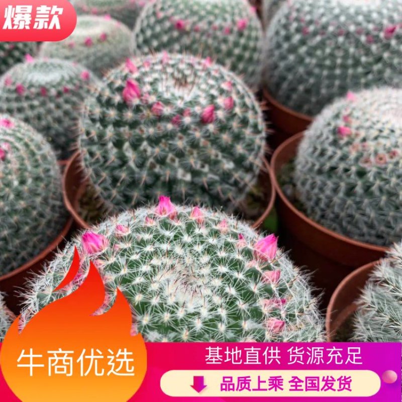 （推荐）玉翁仙人球带花苞大小规格带盆整箱批发基地直销