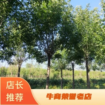 山东省郓城白蜡基地绿化苗木白蜡树货优量足物美价廉欢迎联系
