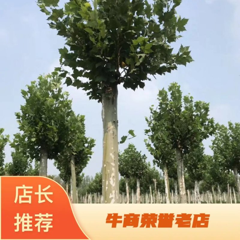 热销中绿化苗木法桐15到40公分法桐移栽苗量大现号现挖