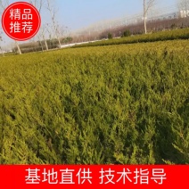 龙柏10—60高蜀侩80—3米，沭阳直发
