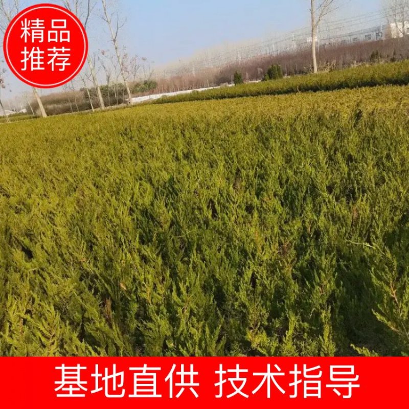 龙柏10—60高蜀侩80—3米，沭阳直发