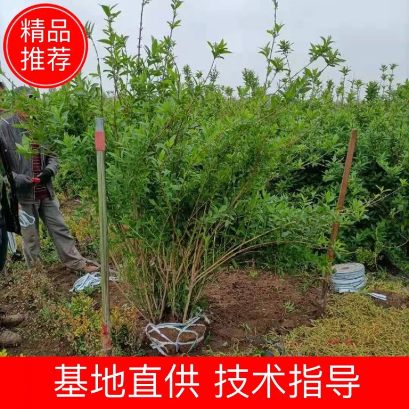 沭阳精品连翘-80以上高-支持视频看货-承接各类绿化工程