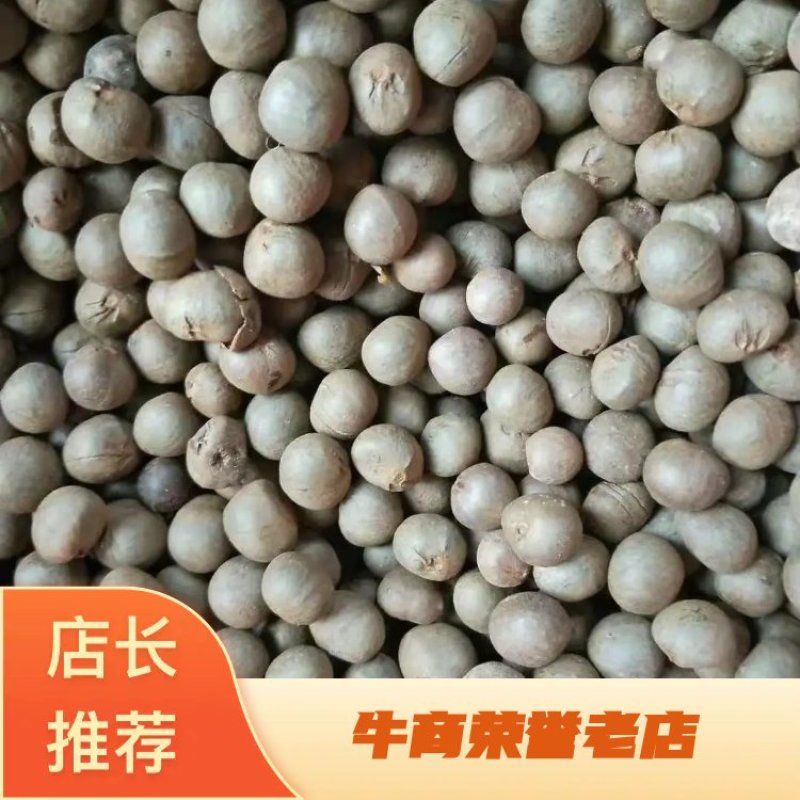 【推荐】茶叶籽绿茶种子，可榨油，可育苗保质保量视频看货