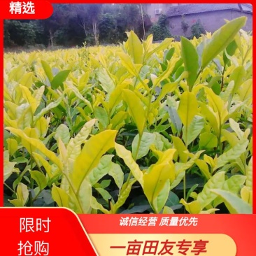 【热卖】茶叶树苗(福选9号，福选4号，奶白，极白，川黄