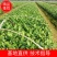 【精选】茶叶树苗(福选9号，福选4号，名选131