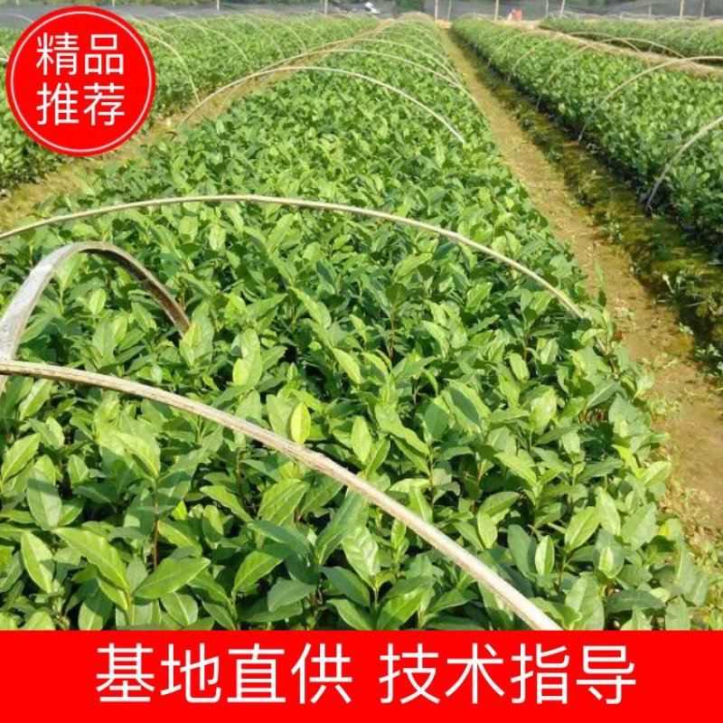 【精选】茶叶树苗(福选9号，福选4号，名选131