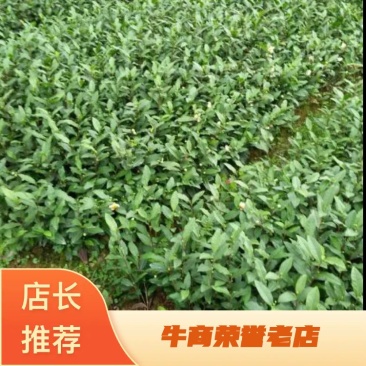 【放心苗】茶树苗(福选9号，福鼎大白福鼎大豪安吉白)
