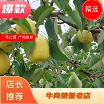 (包邮）山西运城王过酥梨，量大从优，产地直销，价格优惠。