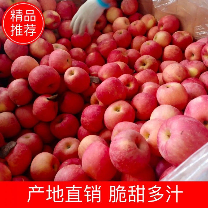【今日推荐】高品质红富士大量上市脆甜多汁产地直发