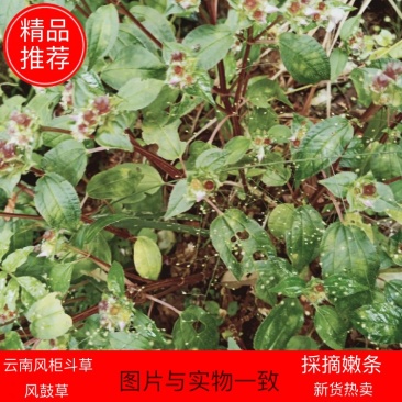 紫杆绿叶风柜斗草不带根採嫩条晒干，无杂质直接泡茶，有现货