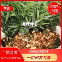 黄精种苗大苗新型农业中药材种植正宗滇黄精种苗