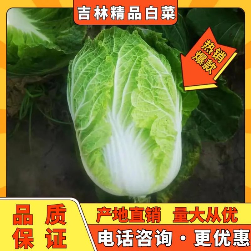 白菜4~6斤净菜，大量上市，欢迎采购