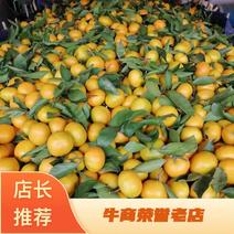 汉中蜜橘水果柑橘柑桔口感好货优量足欢迎各大市场联系