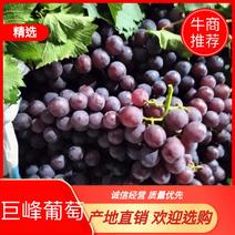 大量供应广西桂林的巨峰葡萄，清单纯甜多汁