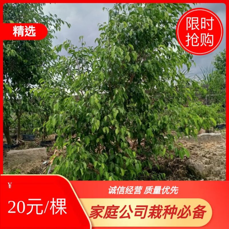垂叶榕福建漳州垂叶榕绿化庭院设计基地直供大小规格袋苗