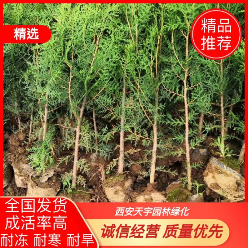 侧柏柏树基地直销50-100cm营养杯侧柏，基地直发