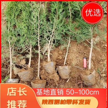 优质侧柏13×15杯侧柏50-100cm高规格齐全！