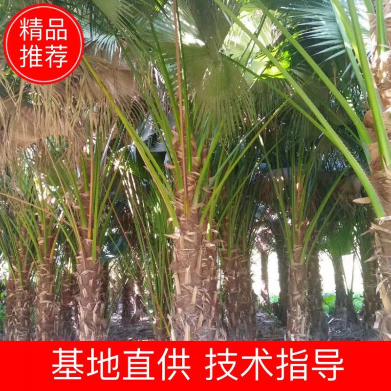 蒲葵福建漳州蒲葵绿化庭院设计基地直供大小规格袋苗