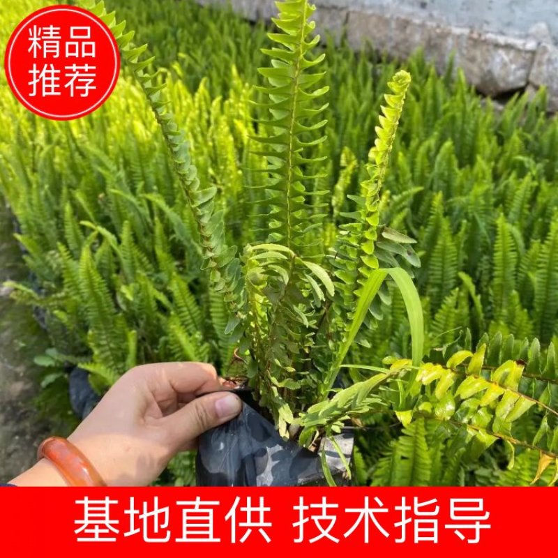 肾蕨福建漳州肾蕨绿化庭院设计基地直供大小规格袋苗