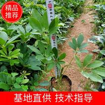 福建省漳州市供应绿化庭院设计，鸭脚木农户直销价大小规格