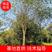 福建省漳州市供应绿化庭院设计，菩提树，产地直销价大小规格