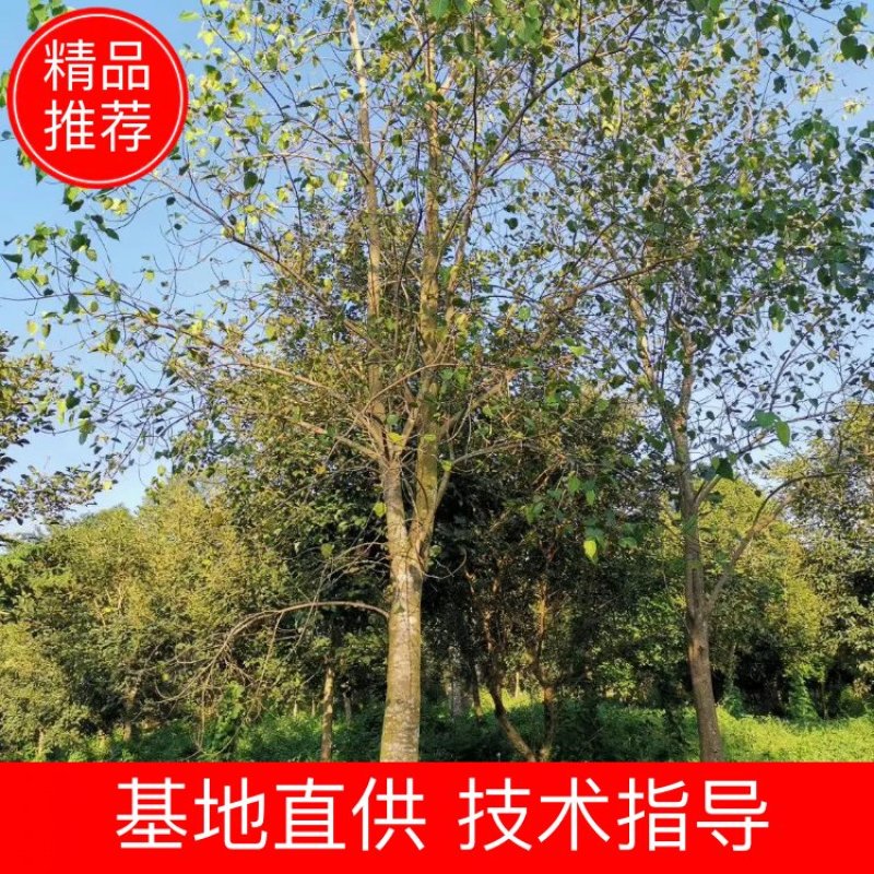 福建省漳州市供应绿化庭院设计，菩提树，产地直销价大小规格