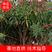 福建省漳州市供应绿化庭院设计，夹竹桃产地直销价大小规格