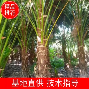 蒲葵福建省漳州市供应绿化庭院设计，蒲葵，各类规格提供技术
