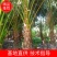 蒲葵福建省漳州市供应绿化庭院设计，蒲葵，各类规格提供技术