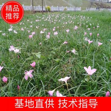 葱兰福建漳州市供应绿化庭院设计，葱兰，产地直销价大小规格