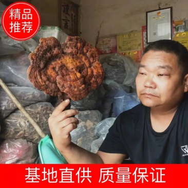 赤灵芝优质好货对接电商平台正品保证质量保证