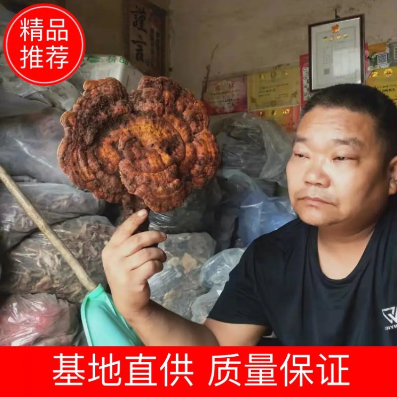 赤灵芝优质好货对接电商平台正品保证质量保证