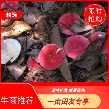 红菇干货河南优质2021新货一手货源价格优惠