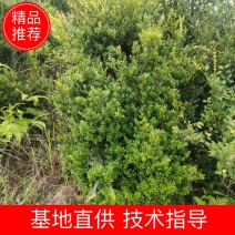 江西正宗三叶大小赤楠树绿化观观旅游美观
