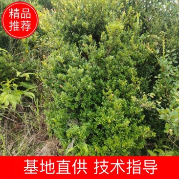 江西正宗三叶大小赤楠树绿化观观旅游美观
