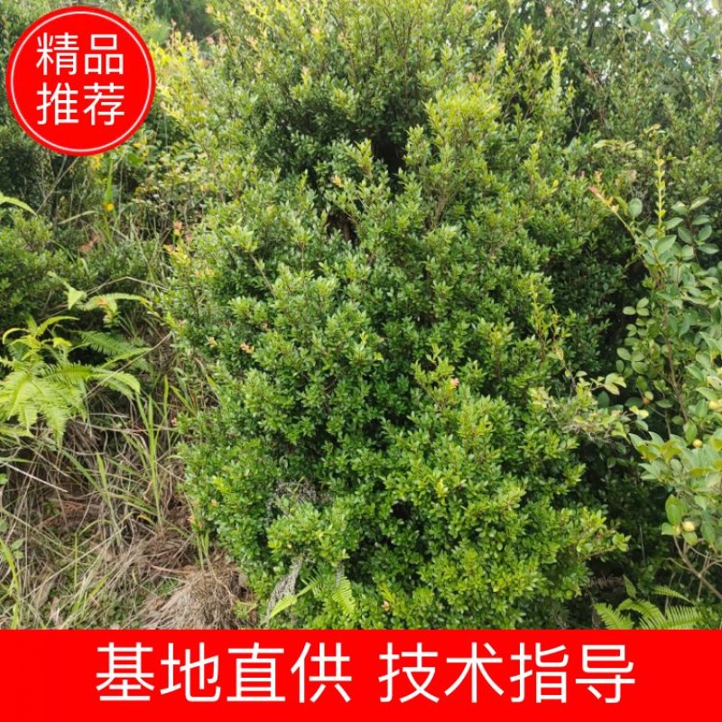 江西正宗三叶大小赤楠树绿化观观旅游美观