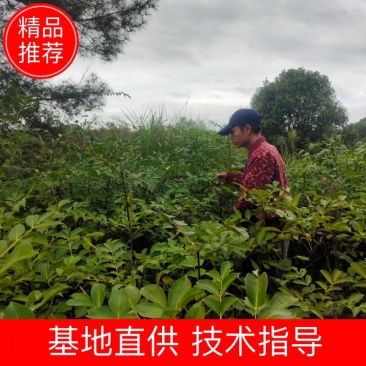 中国江西正宗中花吴茱萸苗扦插大小苗便宜卖了