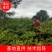 中国江西正宗中花吴茱萸苗扦插大小苗便宜卖了
