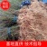 中国江西主产区正宗尖叶岗梅苗岗梅种苗大苗小苗便宜了