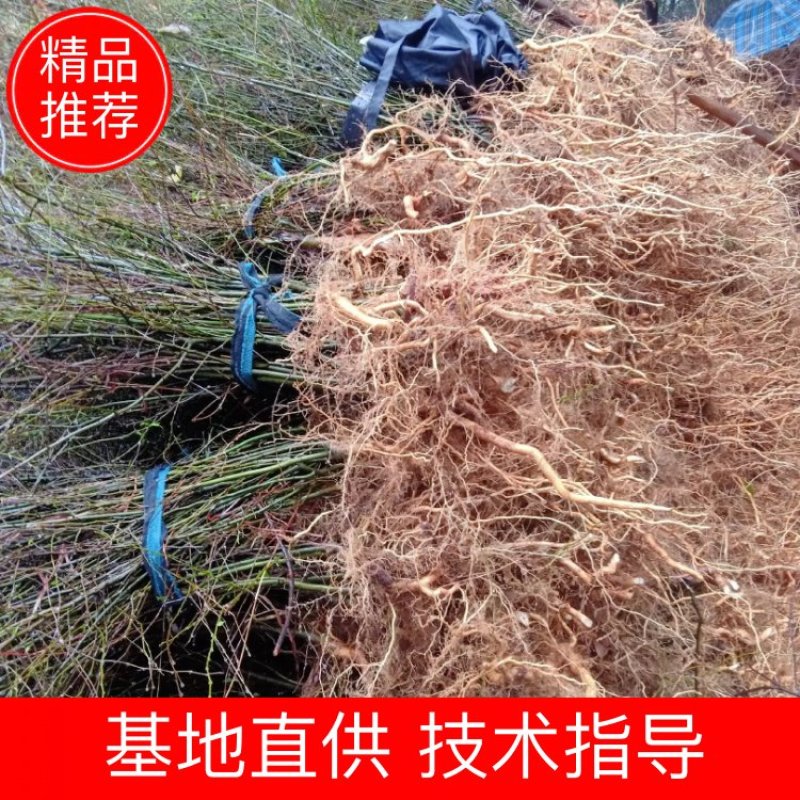 中国江西主产区正宗尖叶岗梅苗岗梅种苗大苗小苗便宜了