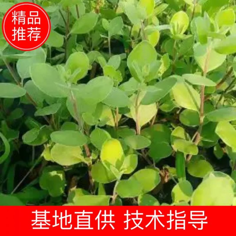 中国主产区江西正宗单叶蔓荊子苗扦插苗便宜卖了